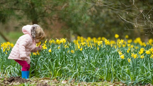Little girl smelling the daffodils at Fell Foot, Cumbria